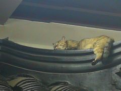 -协和菜馆(凤凰街店)