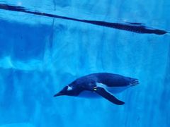 -芜湖新华联大白鲸海洋公园