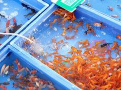 -中环花鸟鱼虫市场