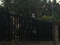 -黄胜记鼓浪屿肉松店(龙头路店)