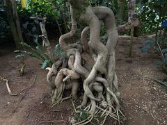 -南山植物园