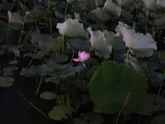 -青竺·青竹茶舍(断桥店)