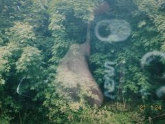 -芦沟竹海