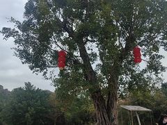 -丹樱生态园