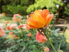 -共青国家森林公园-南大门停车场