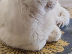 -平行世界·猫咖(首经贸店)