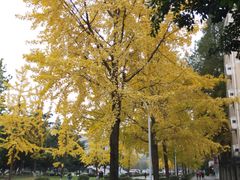 -四川大学(望江校区)