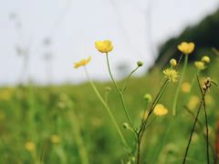 -野三坡百草畔景区