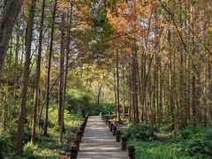 -桤木河湿地公园