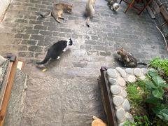 -喵屿·大理花园猫咖