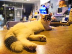 -平行世界·猫咖(首经贸店)
