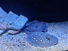 -上海海洋水族馆