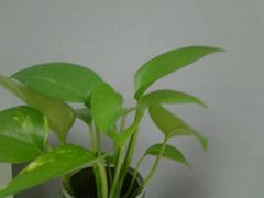 -阿一鲍鱼·20年匠心传承(天河北旗舰店)