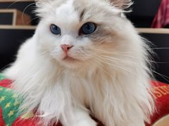 -瞄一喵猫咖(格力海岸店)