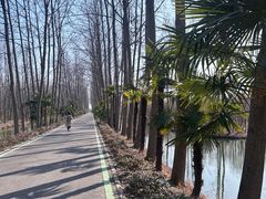 -合肥滨湖国家森林公园