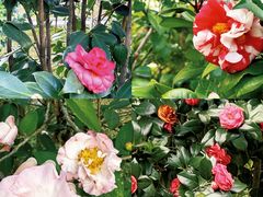 -深圳国际园林花卉博览园