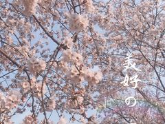 -天王浮山樱花园