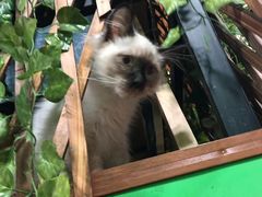 -李小姐の猫咖啡馆(五角场店)