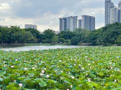 -荔湾湖公园