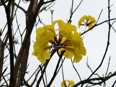 -中山市树木园