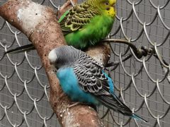 -正佳雨林生态植物园