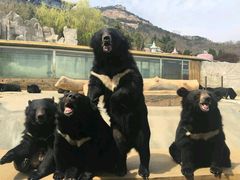 -东方熊牧场