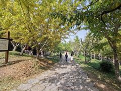-千年银杏谷文化旅游区
