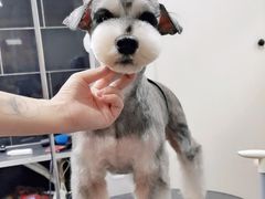 -小尾巴宠物店(万科·金域华庭店)