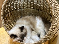 -藏猫猫咖啡主题馆(中央大道店)