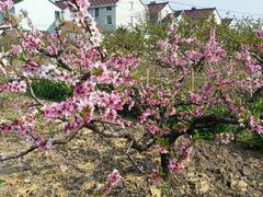 android_upload_pic-南汇桃花村