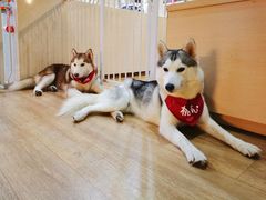-Husky Go! 哈士奇体验馆·宠物咖啡厅狗咖