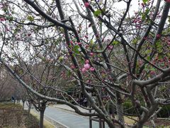 -人民公园-相亲角