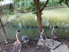 -星湖旅游景区七星岩