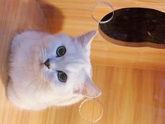 -喵百万·布偶·蓝金金渐层英短·猫舍(百子湾店)