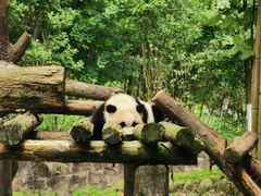 -都江堰中华大熊猫苑