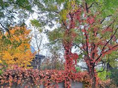 -北京西山国家森林公园