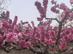 -元大都城垣遗址公园