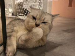 -猫儿山۰猫主题餐厅