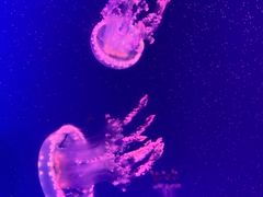 -上海海昌海洋公园