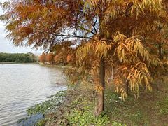 -上海海湾国家森林公园