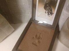 -彩虹桥宠物火化殡葬善终服务(金乐大厦店)