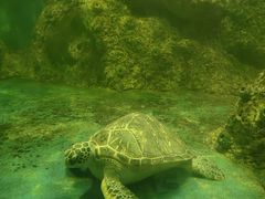 -广东惠东海龟国家级自然保护区