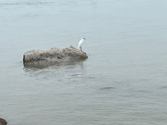 -深圳湾公园(南山区)
