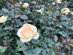 -人民公园(罗湖区)