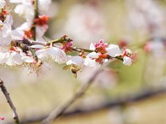 -蜀冈西峰生态公园