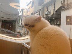 -More Fun猫咖 二十只万元加菲主题