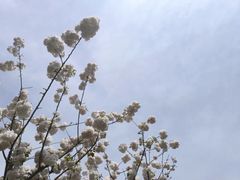 -顾村公园