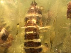 -Isla Sugbu Seafood City