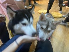 -Husky Go! 哈士奇体验馆·宠物咖啡厅狗咖