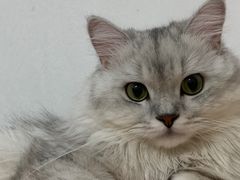 -瑞鹏宠物医院·骨科·猫科·内科(第一中心)